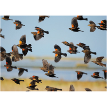Load image into Gallery viewer, Red Wing Blackbirds - Professional Prints
