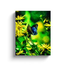 Load image into Gallery viewer, Blue Butterfly - Canvas Wraps
