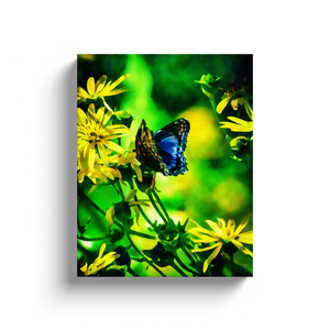 Blue Butterfly - Canvas Wraps