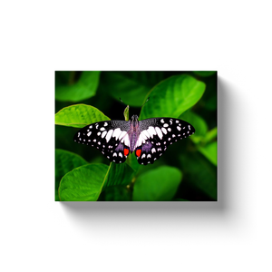 Black Butterfly - Canvas Wraps