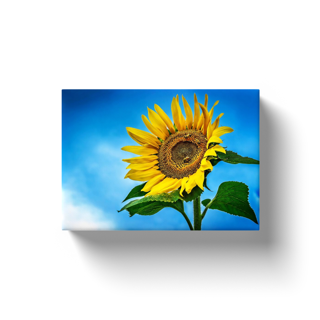 Sunflower And Clouds - Canvas Wraps