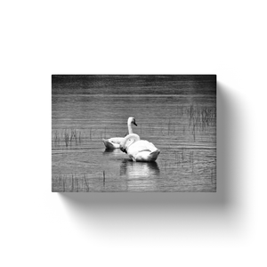 Lake Swans - Canvas Wraps