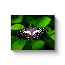 Load image into Gallery viewer, Black Butterfly - Canvas Wraps
