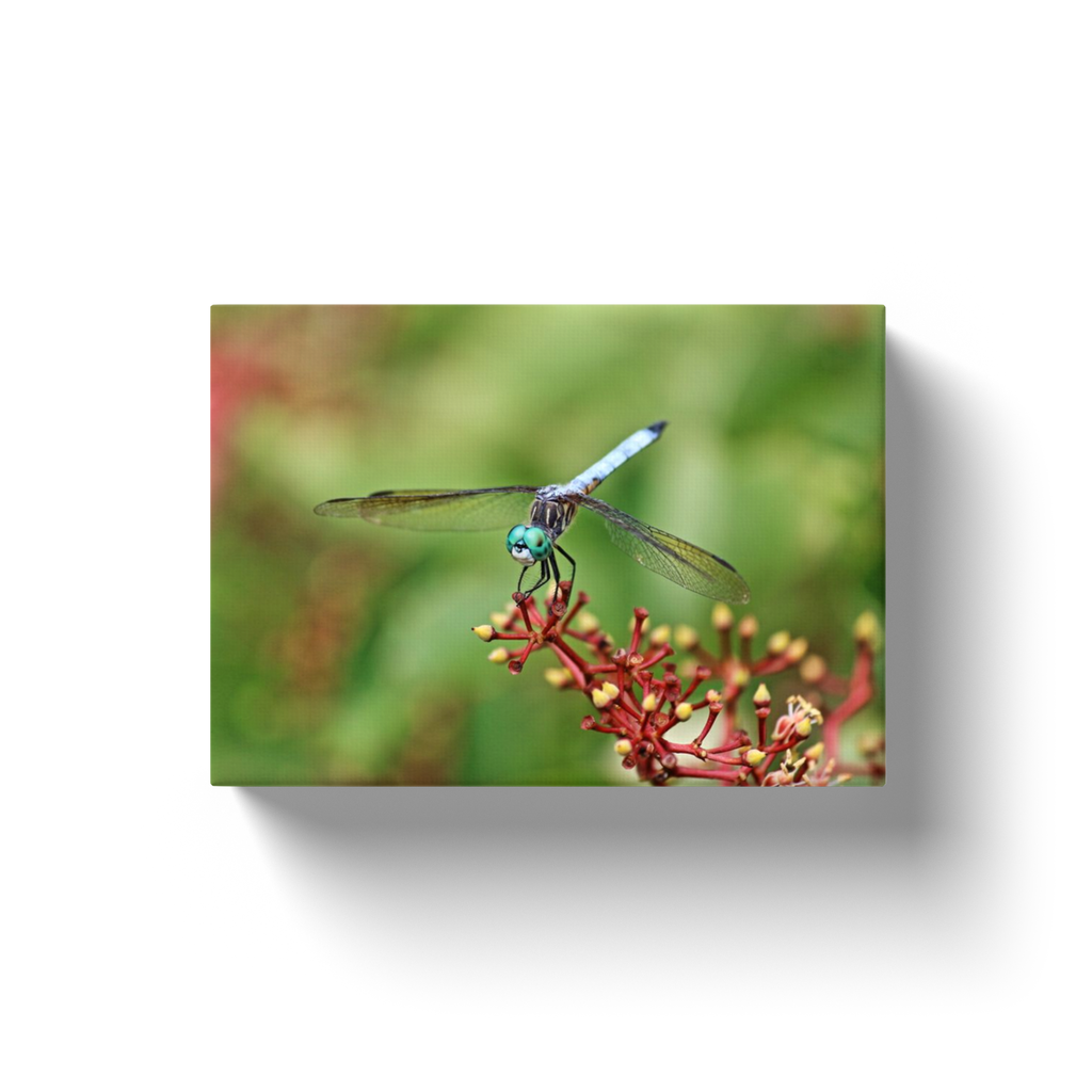 Perched Dragonfly - Canvas Wraps