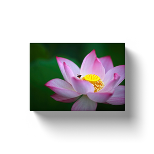 Lotus Flower - Canvas Wraps