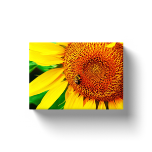 Sunflower Bee - Canvas Wraps