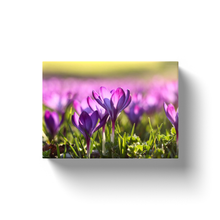 Load image into Gallery viewer, Blooming Tulips - Canvas Wraps
