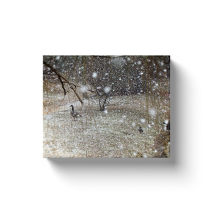 Snow Geese - Canvas Wraps