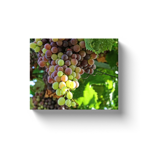 Wine Grapes - Canvas Wraps