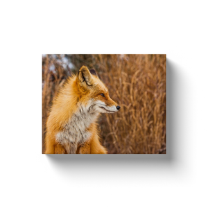 Fox - Canvas Wraps