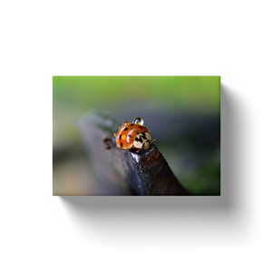 Ladybug Waterdrops - Canvas Wraps