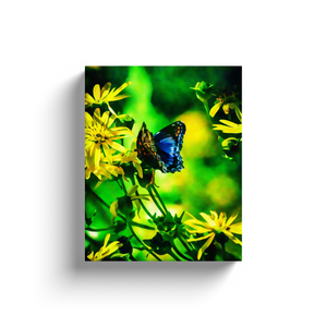 Blue Butterfly - Canvas Wraps