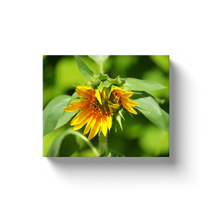 Wilted Sunflower - Canvas Wraps