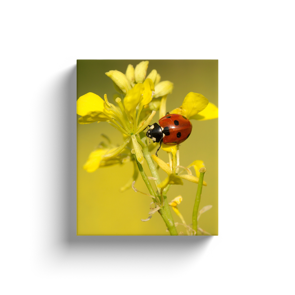 Yellow Flower Ladybug - Canvas Wraps
