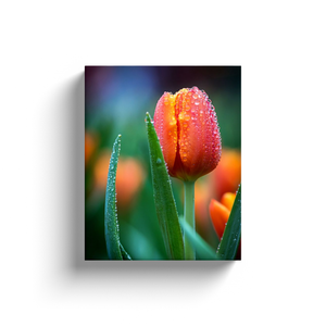 Tulip Water Droplets - Canvas Wraps