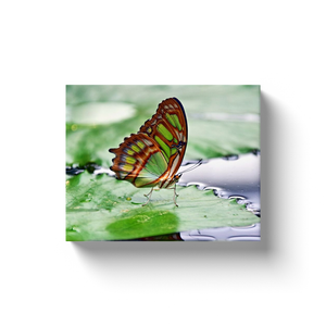 Green Butterfly - Canvas Wraps