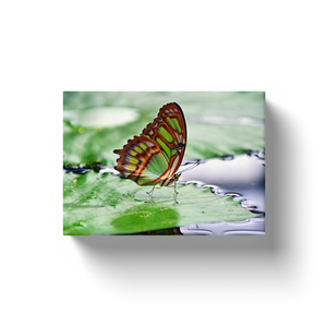 Green Butterfly - Canvas Wraps