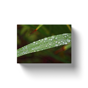 Water Droplets - Canvas Wraps