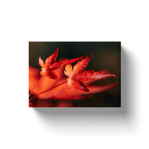 Red Maple Leaves - Canvas Wraps