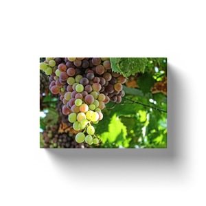 Wine Grapes - Canvas Wraps