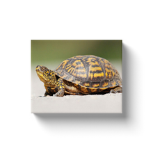 Load image into Gallery viewer, Turtle In The Sand - Canvas Wraps
