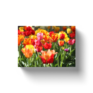 Tulip Field - Canvas Wraps