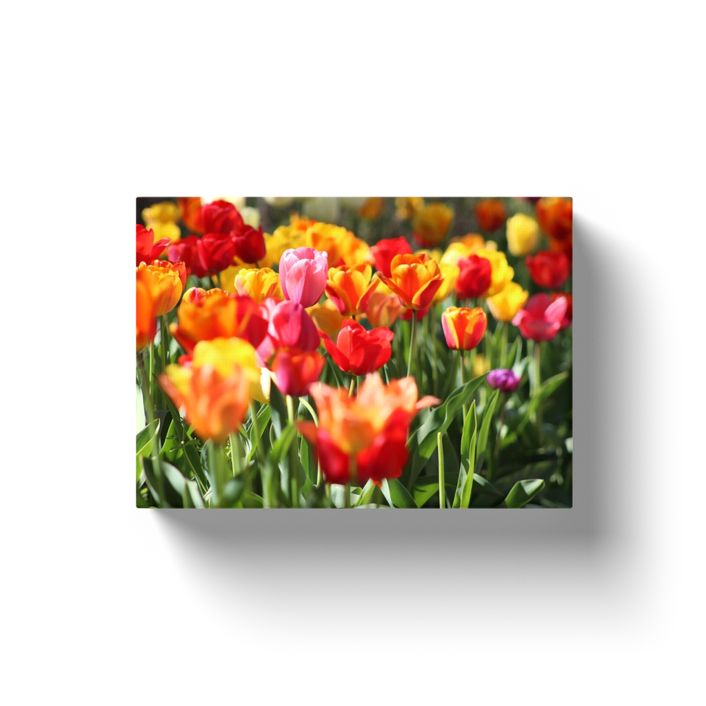 Tulip Field - Canvas Wraps