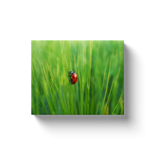Load image into Gallery viewer, Ladybug In The Grass - Canvas Wraps
