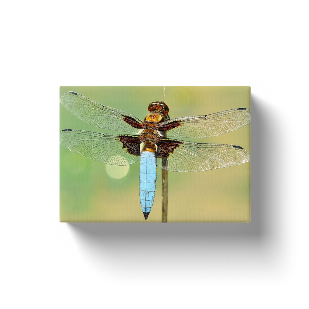 Detailed Dragonfly - Canvas Wraps