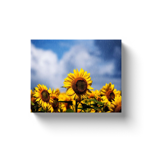Raining On Sunflowers - Canvas Wraps