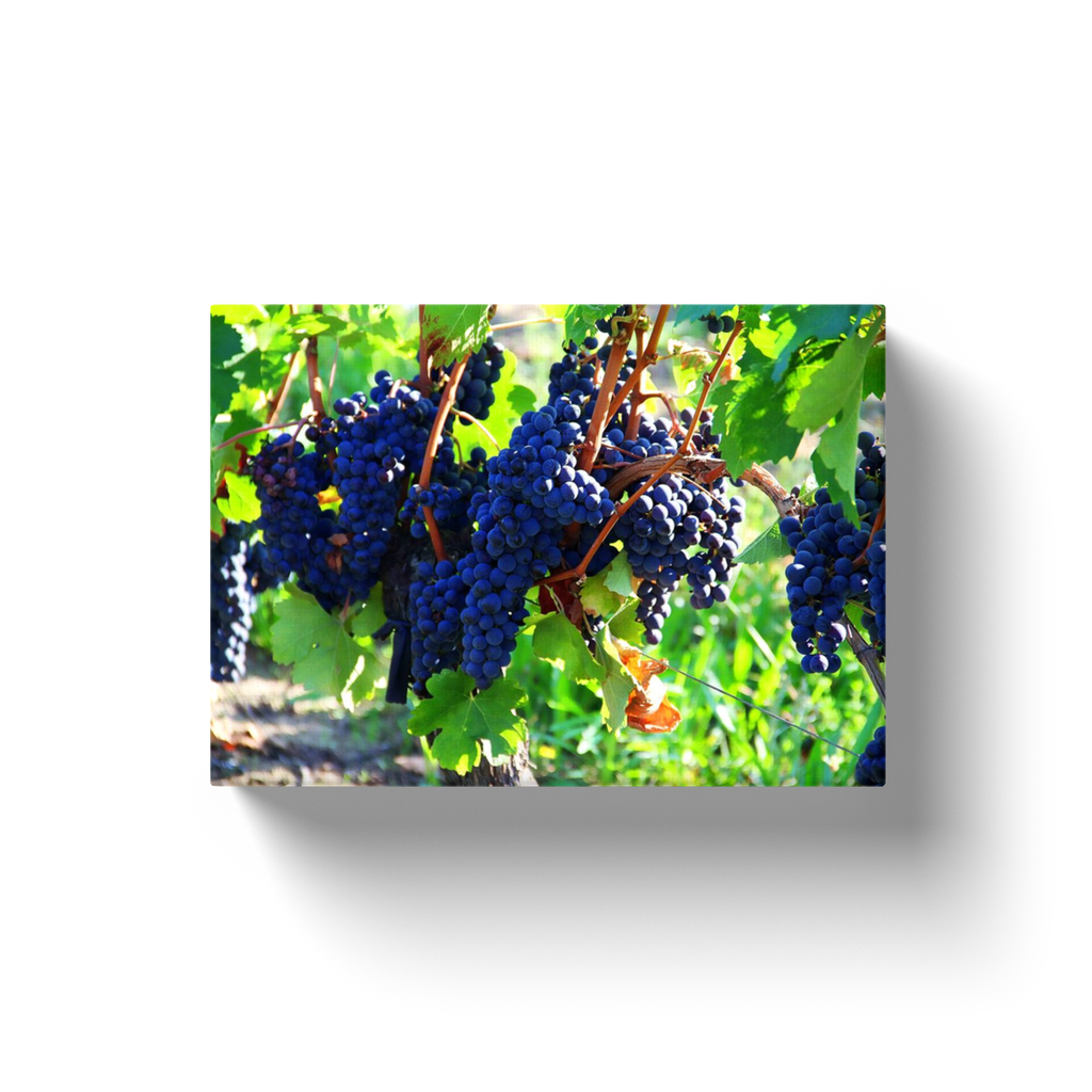 Purple Grapes On The Vine - Canvas Wraps