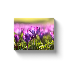 Load image into Gallery viewer, Blooming Tulips - Canvas Wraps
