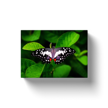 Load image into Gallery viewer, Black Butterfly - Canvas Wraps
