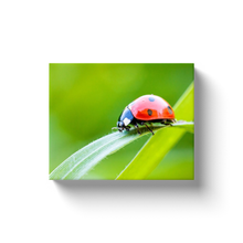 Load image into Gallery viewer, Ladybug On Green - Canvas Wraps

