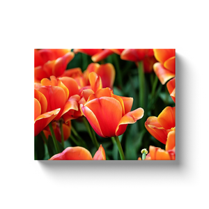 Orange Tulips - Canvas Wraps