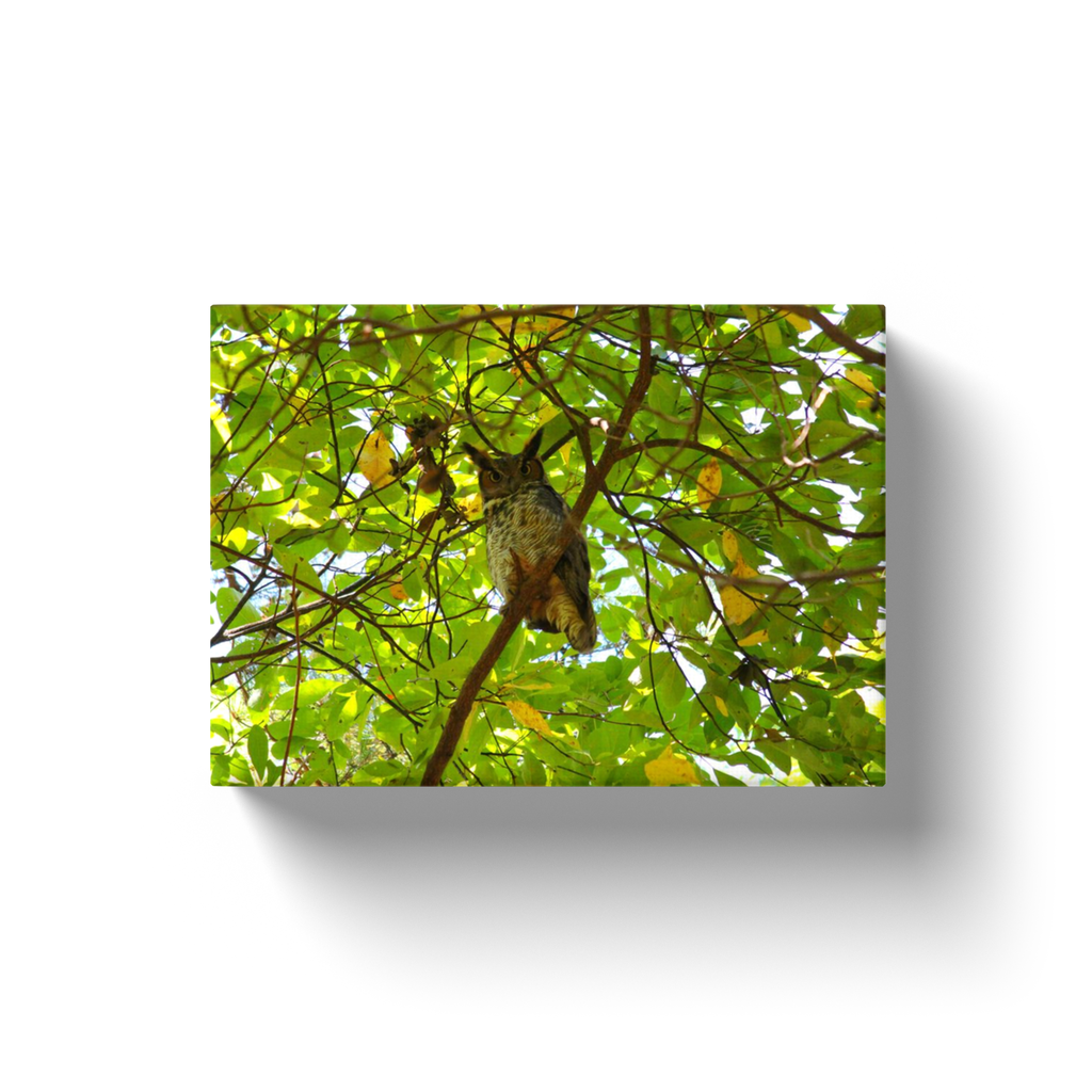 Tree Owl - Canvas Wraps