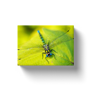 Dragonfly On A Leaf - Canvas Wraps