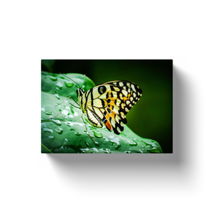 Multicolor Butterfly - Canvas Wraps