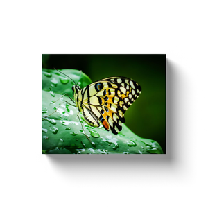 Multicolor Butterfly - Canvas Wraps