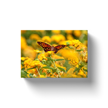 Load image into Gallery viewer, Butterfly On Yellow Flowers - Canvas Wraps
