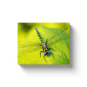 Dragonfly On A Leaf - Canvas Wraps
