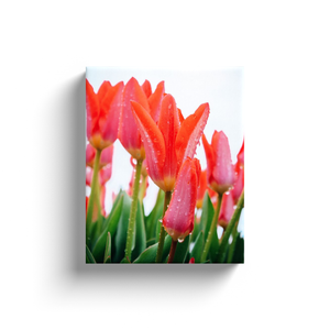 Tulip Waterdrops - Canvas Wraps