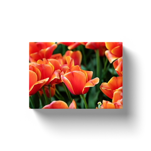 Orange Tulips - Canvas Wraps