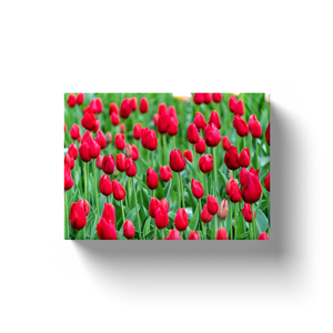 Red Tulips - Canvas Wraps