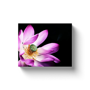 Pink Lotus Bloom - Canvas Wraps