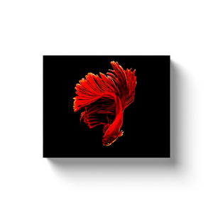 Red Siamese Fighting Fish - Canvas Wraps