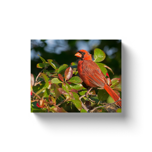 Cardinal - Canvas Wraps