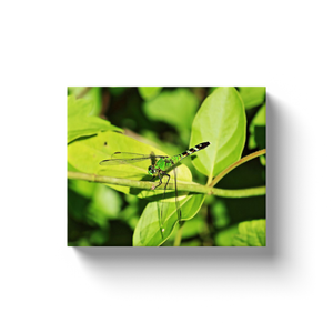 Green Dragonfly - Canvas Wraps