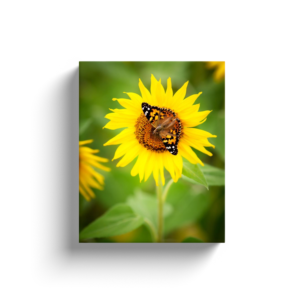 Sun Flower Butterfly - Canvas Wraps