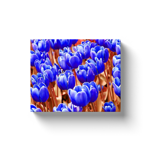 Blue Tulips - Canvas Wraps